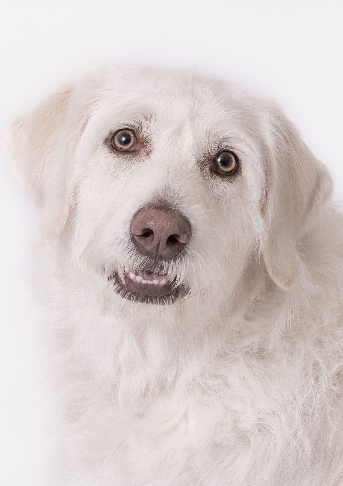 Kupka Photography_Luna_DSC1973 4.86.8