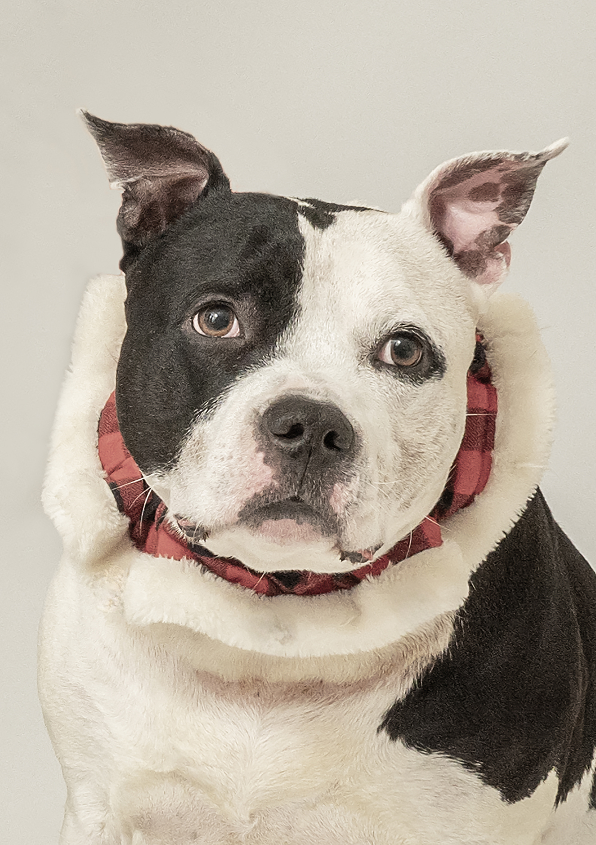 Kupka Photography_Roxy_DSC_0692 4.8 x 6.8