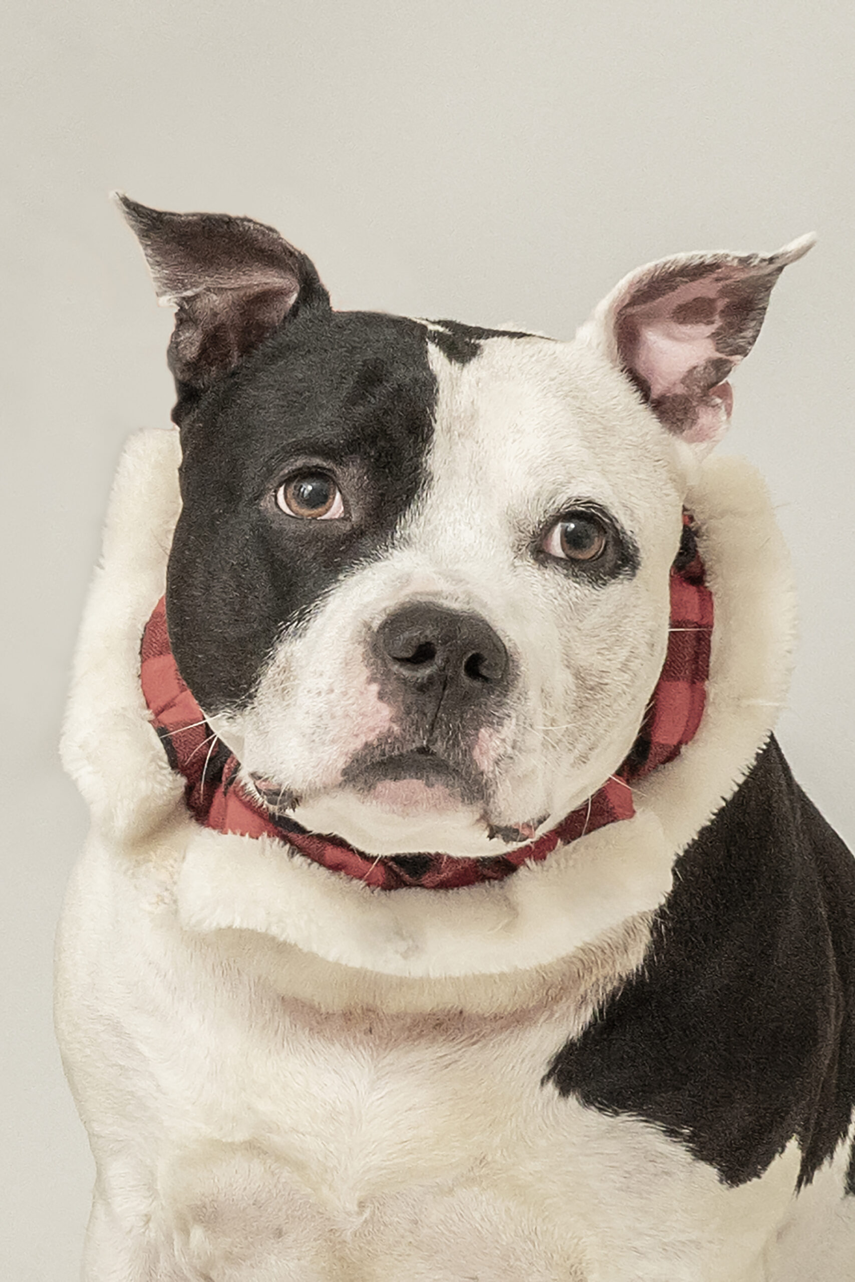 Kupka Photography_Roxy_DSC_0692 8x10 copy